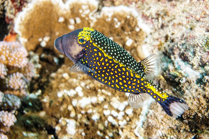 1/2 day Tahaa coral garden - departure Raiatea / ideal for cruise passengers - Quick facts for your Raiatea day