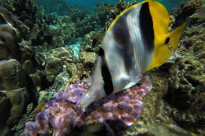 1/2 day Tahaa coral garden - departure Raiatea / ideal for cruise passengers - What the three hours actually include