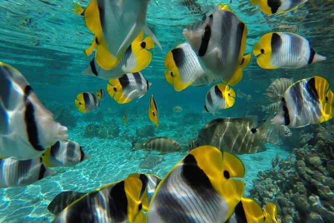 1/2 day Tahaa coral garden - departure Raiatea / ideal for cruise passengers - The equipment you should bring