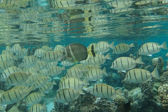 1/2 day Tahaa coral garden - departure Raiatea / ideal for cruise passengers - Who should book this half-day outing