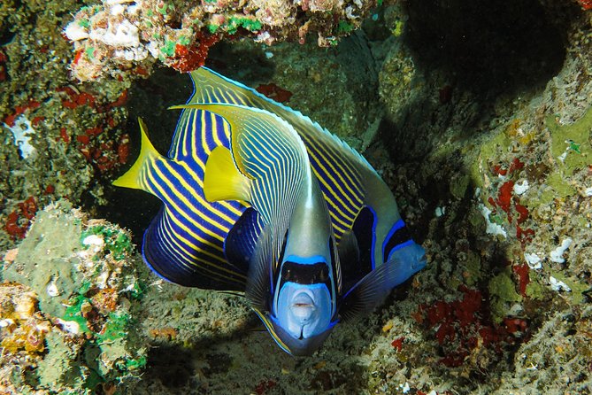 1/2 day Tahaa coral garden - departure Raiatea / ideal for cruise passengers - Final call: book it if the coral garden is your priority