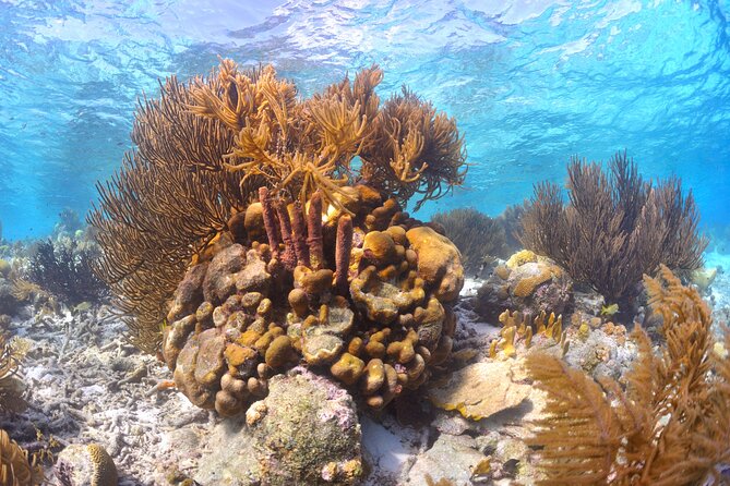 100% Private Charter Snorkel, Sail, Relax (Cruisers Friendly) - A private yacht instead of a standard boat tour