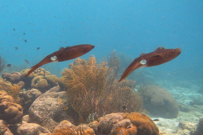100% Private Charter Snorkel, Sail, Relax (Cruisers Friendly) - 1000 Steps and the chance to spot turtles