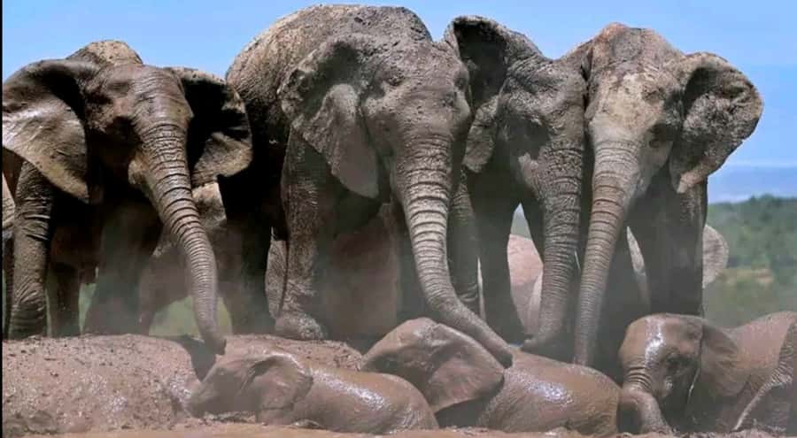 2-Day Addo Elephant Safari From Port Elizabeth - Bush dinner at the river boma