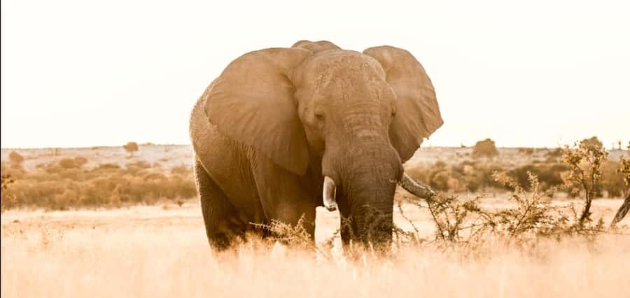 2-Day Addo Elephant Safari From Port Elizabeth - The 8:00 full-day safari in Addo Elephant National Park