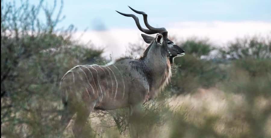 2-Day Addo Elephant Safari From Port Elizabeth - A braai lunch in the middle of the park
