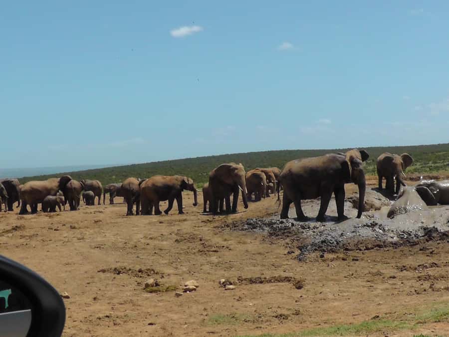 2-Day Addo Elephant Safari From Port Elizabeth - What the guide adds to the day