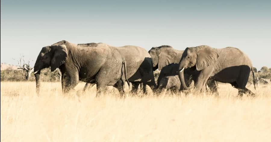 2-Day Addo Elephant Safari From Port Elizabeth - Who will get the most from this safari