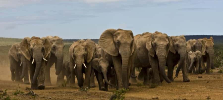 2-Day Addo Elephant Safari From Port Elizabeth - What to pack for the two days