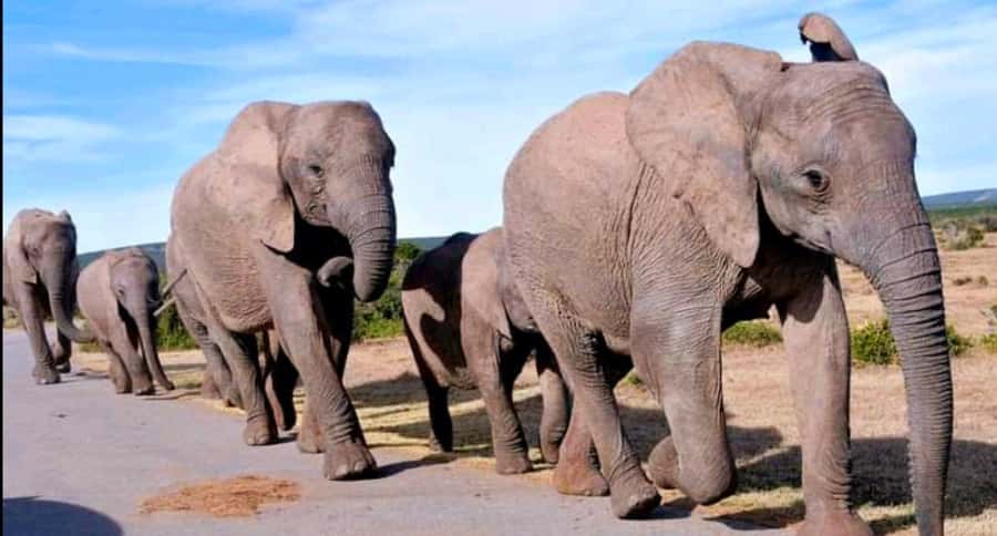 2-Day Addo Elephant Safari From Port Elizabeth - The 16:30 sunset drive in the private reserve