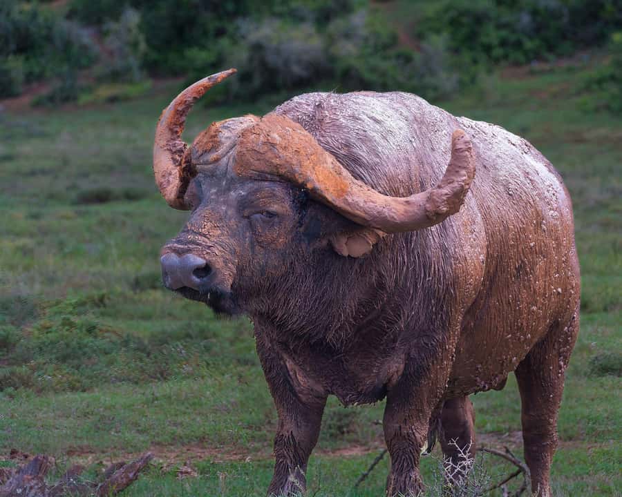 Addo Elephant Full Day Safari / Shore Excursions - Addo’s elephants are the reason to go