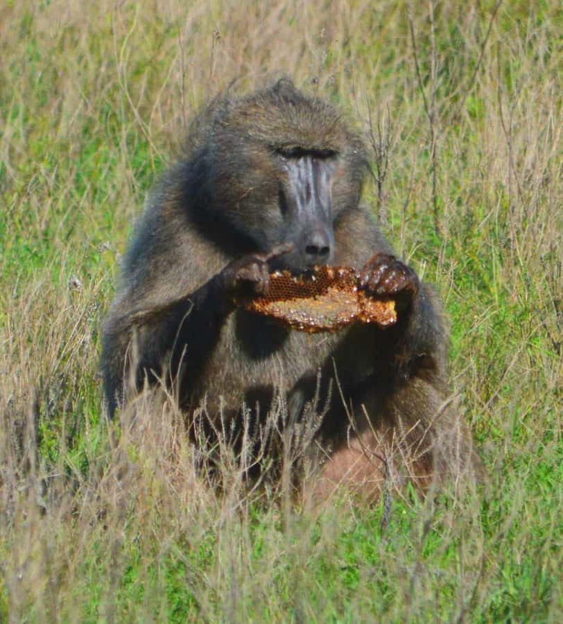 Addo Elephant Full Day Safari / Shore Excursions - Who will enjoy this Addo day most?