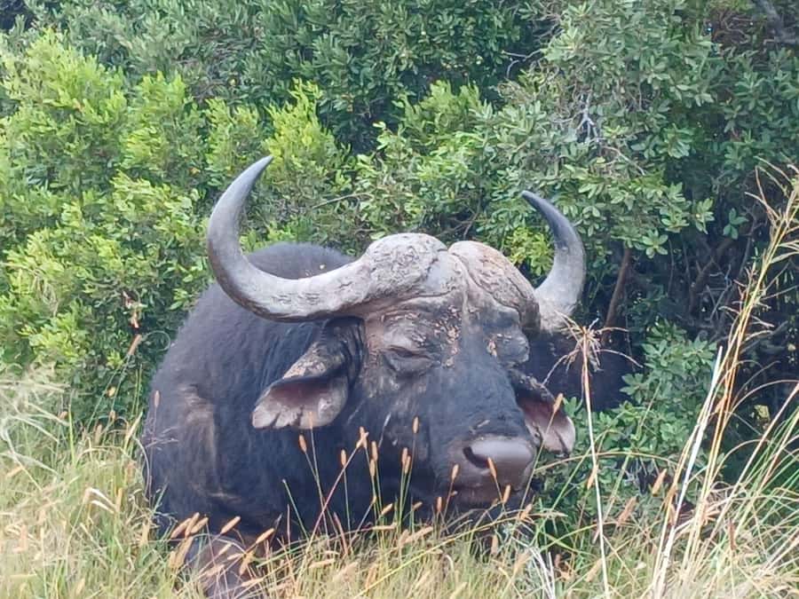 Addo Elephant Full Day Safari / Shore Excursions - Pickup from Gqeberha and the surrounding towns