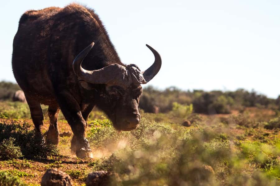 Addo Elephant Full Day Safari / Shore Excursions - Lunch at a local restaurant, with the meal extra