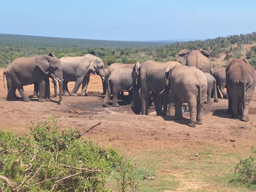 Addo Elephant Full Day Safari / Shore Excursions - The coastal side of Addo
