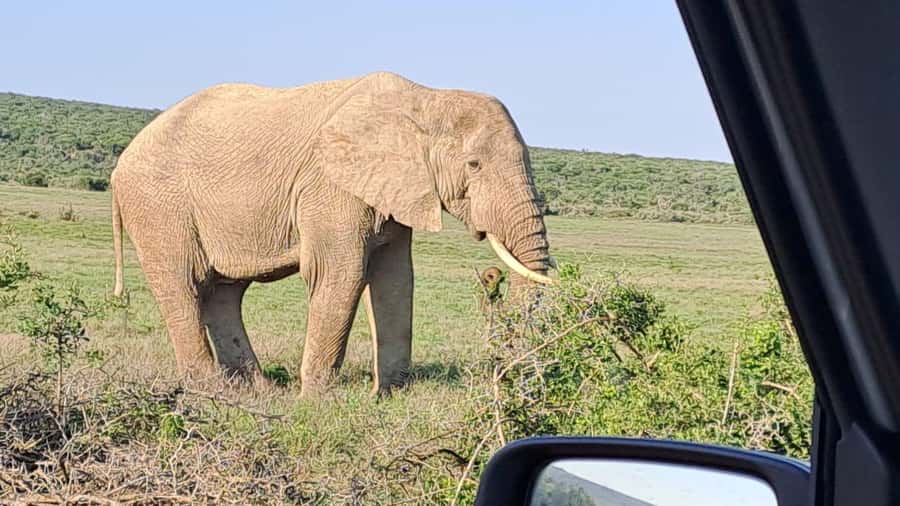 Addo Elephant Full Day Safari / Shore Excursions - How much value do you get for $152?