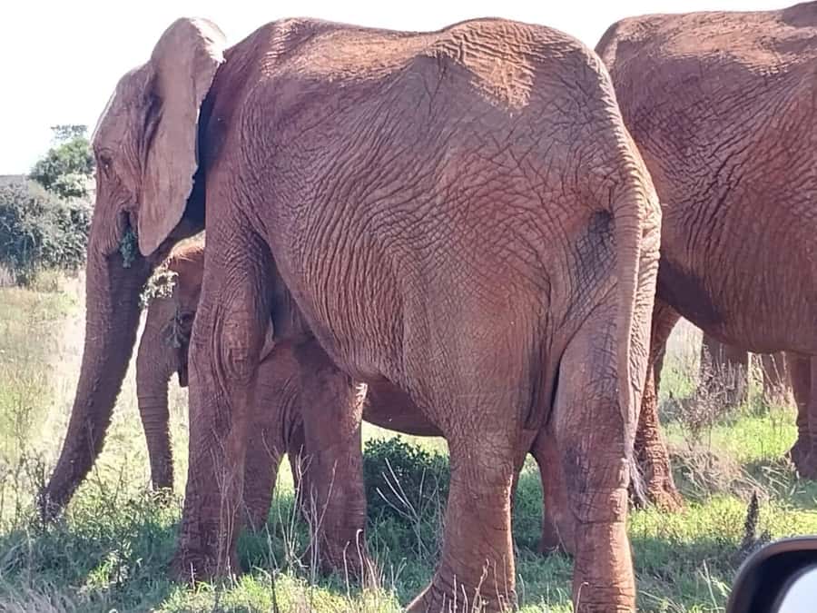 Addo Elephant Full Day Safari / Shore Excursions - Guide quality can make or break the day
