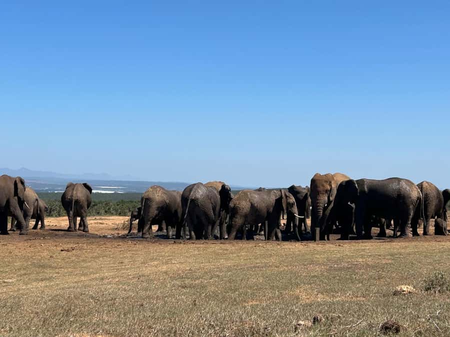 Addo Elephant Full Day Safari / Shore Excursions - Comfort, safety, and who should skip it