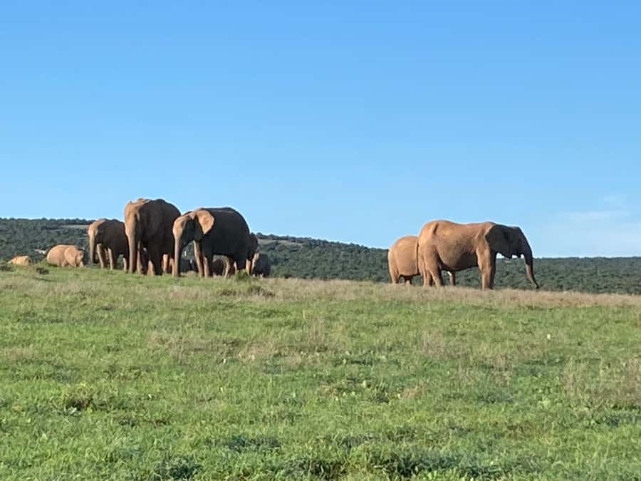 Addo Elephant Full Day Safari / Shore Excursions - The first three-hour game drive