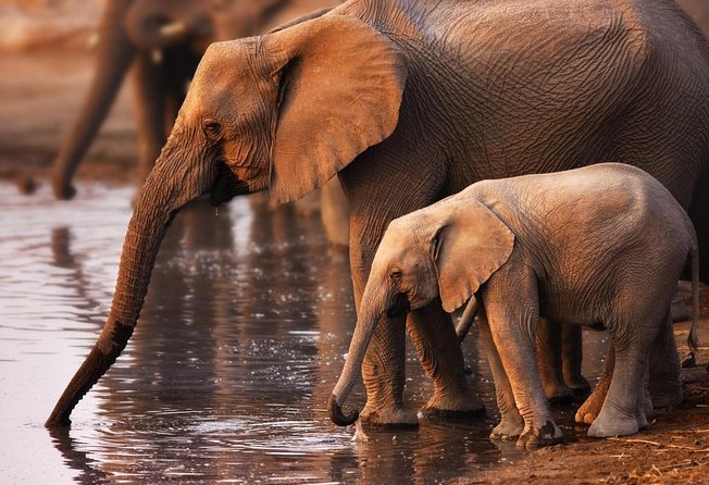 Addo Elephant National Park from Port Elizabeth - FD01 - Key points to know before you book