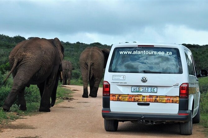 Addo Elephant National Park from Port Elizabeth - FD01 - The value of a small guided safari
