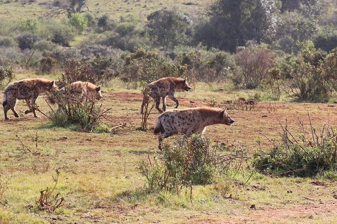 Addo Elephant National Park from Port Elizabeth - FD01 - The guides are a major part of the experience