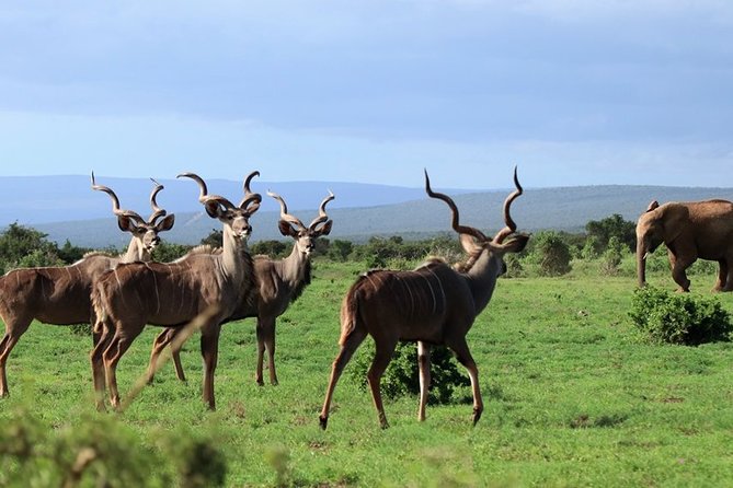 Addo Elephant National Park from Port Elizabeth - FD01 - Who should book this Addo day trip