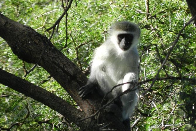 Addo Elephant National Park from Port Elizabeth - FD01 - Practical details that can affect your day