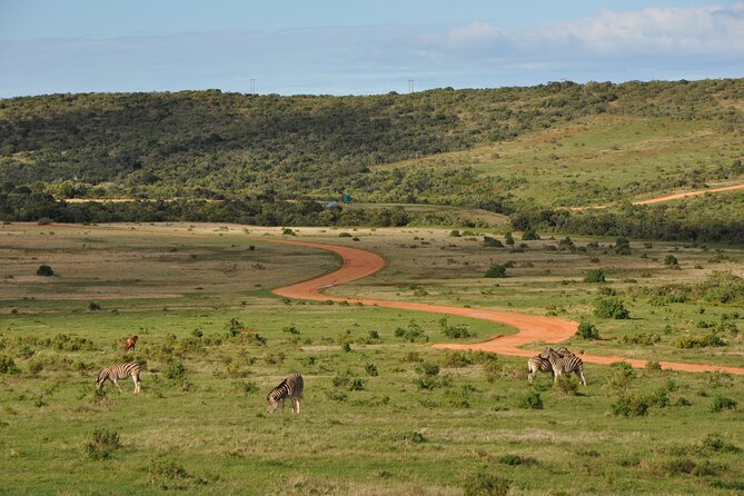 Addo Elephant Park Safari & Shore Excursion from Port Elizabeth - Who will enjoy this Addo excursion most