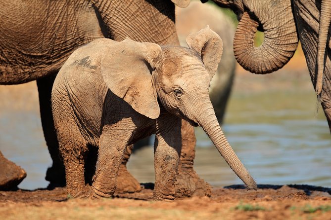 Addo Elephant Park Safari & Shore Excursion from Port Elizabeth - Practical details to know before booking