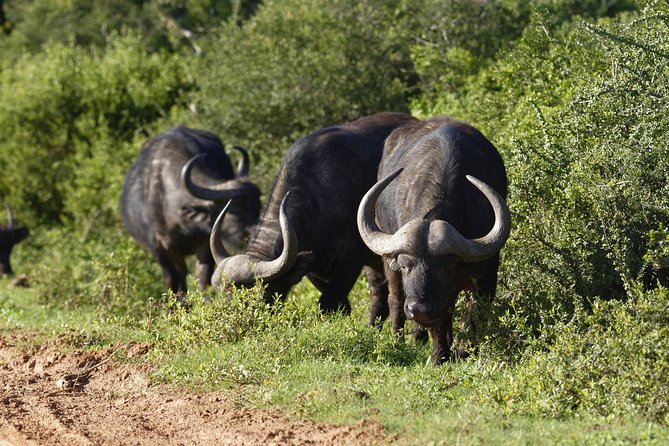 Addo Elephant Park Safari & Shore Excursion from Port Elizabeth - Two game drives give you more chances to find wildlife