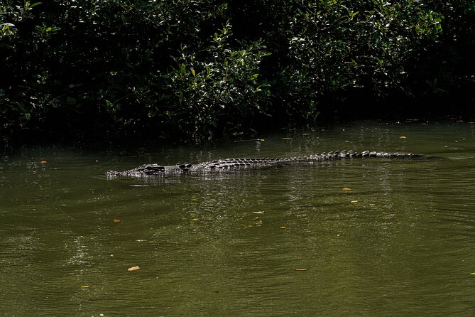 Afternoon Daintree Tour with River Cruise from Port Douglas - How the timing shapes the experience