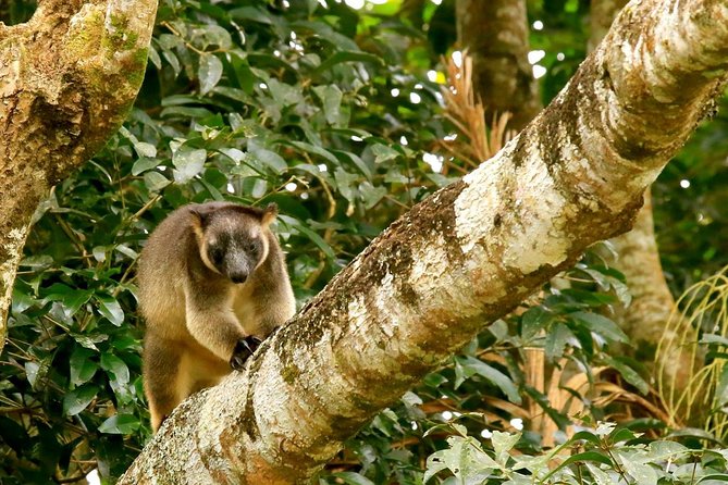Afternoon Daintree Tour with River Cruise from Port Douglas - The guide can make or break the road time