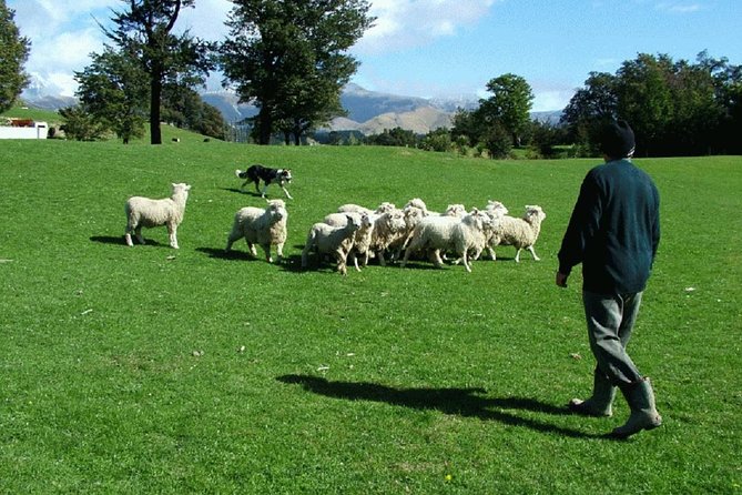 Akaroa Shore Excursion: Akaroa Harbour and Sheep Farm Local Tour - Why the Coombe Farm visit carries this tour