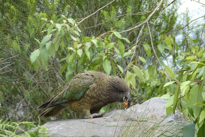 Akaroa Shore Excursion: Banks Peninsula, Christchurch City Tour and Willowbank Wildlife Reserve - What the $123.49 price really buys
