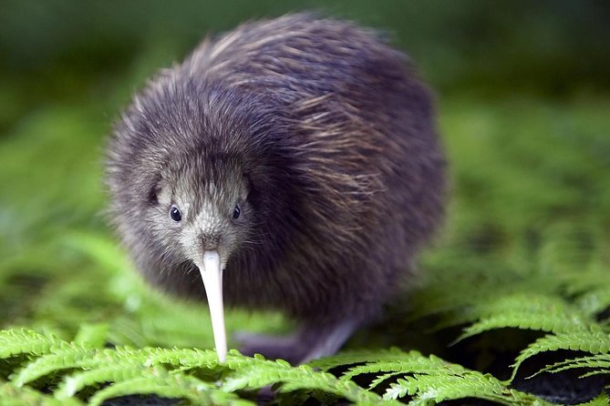 Akaroa Shore Excursion: Banks Peninsula, Christchurch City Tour and Willowbank Wildlife Reserve - Who should choose this excursion