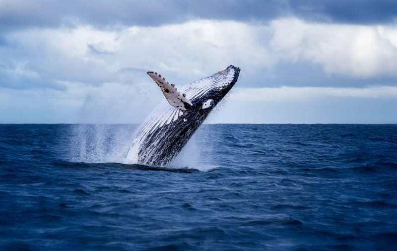 Akureyri: Whale Watching Shore Excursions - Key points to know before you sail