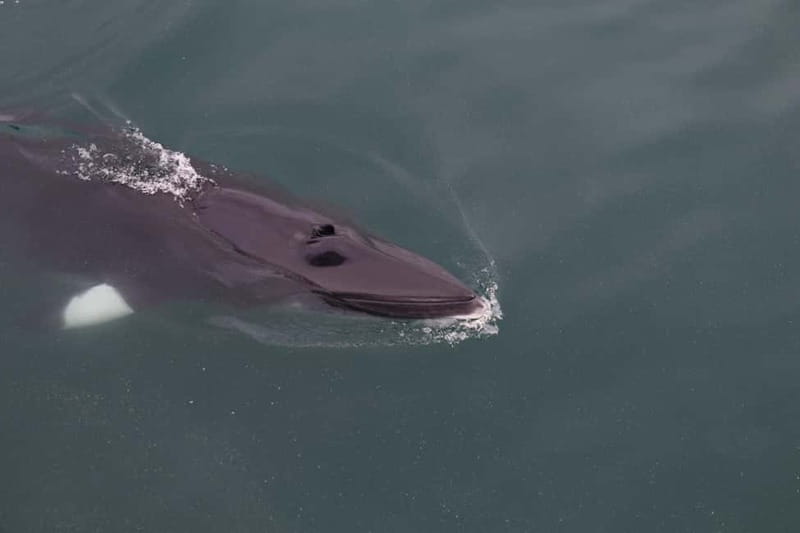 Akureyri: Whale Watching Shore Excursions - Leaving Akureyri for Eyjafjörður