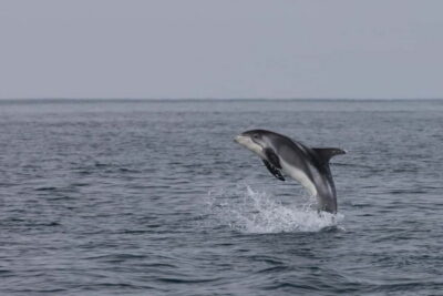 Whale Watching Shore Excursions