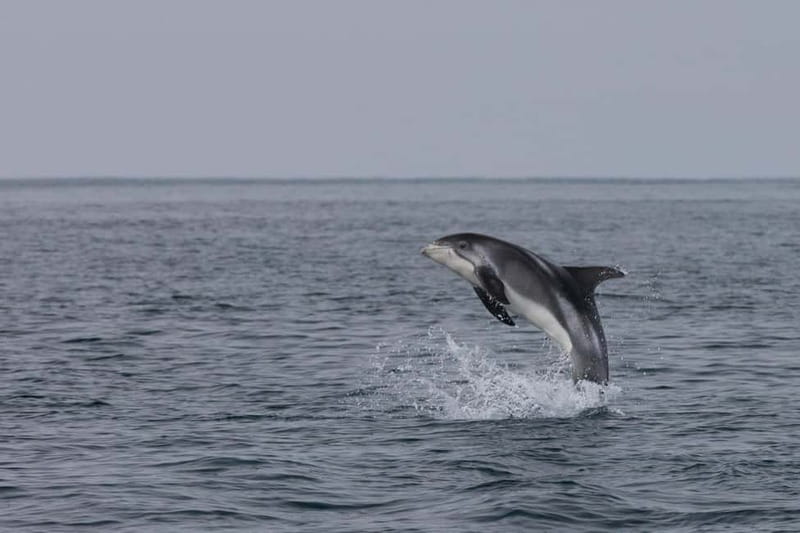 Akureyri: Whale Watching Shore Excursions - The first whale search from the catamaran