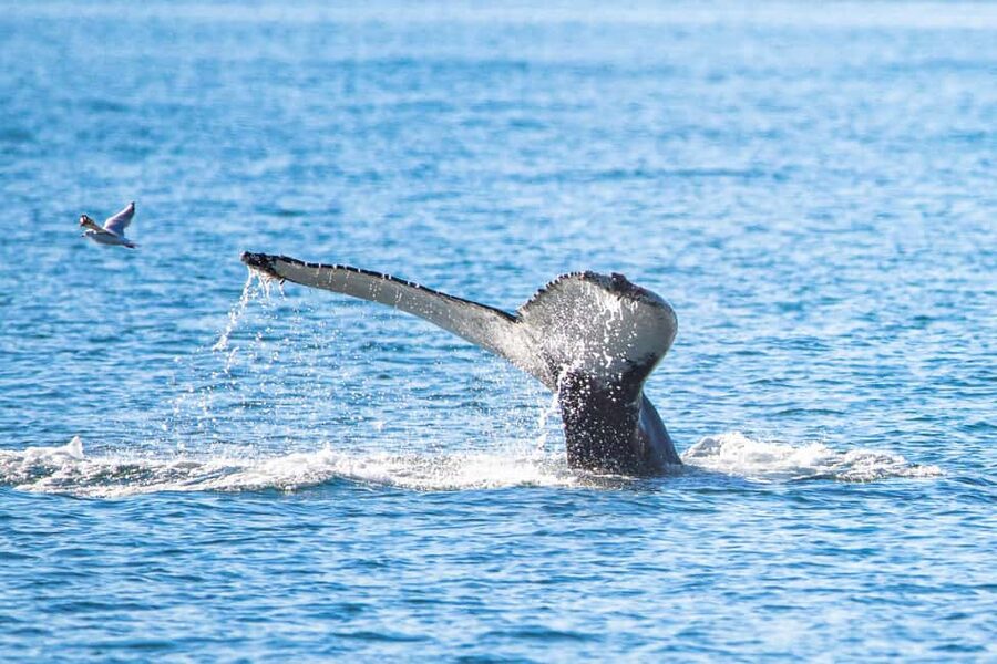 Akureyri: Whale Watching Tour with Transfer from Port - Leaving Akureyri port for Hauganes