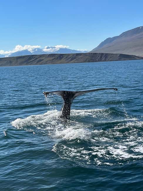 Akureyri: Whale Watching Tour with Transfer from Port - Hauganes, a small village with a working harbor feel