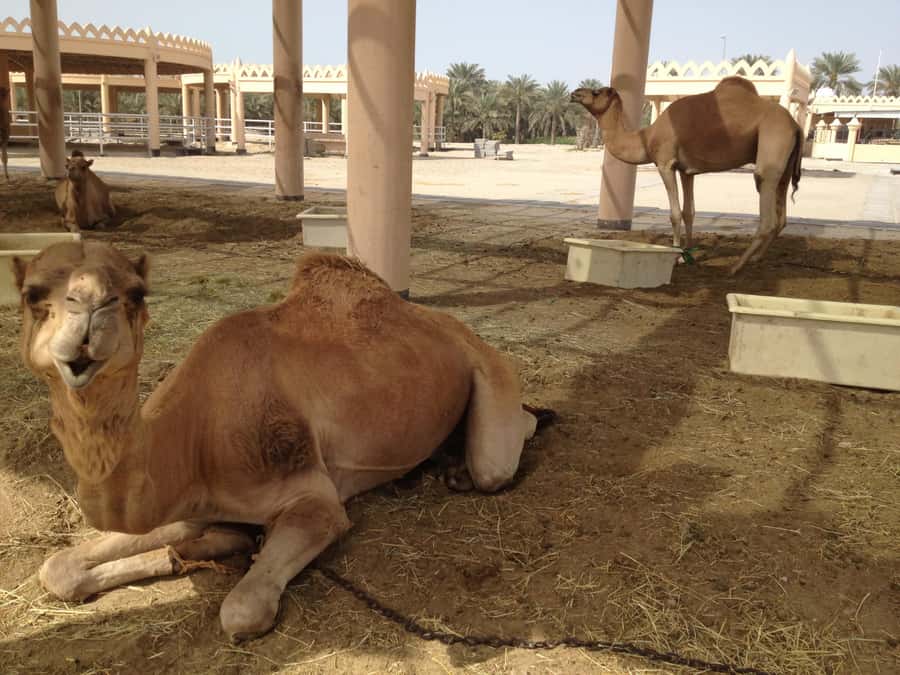 Al Hidd: Bahrain in a Day - Exclusive MSC Cruise Passengers - A quick look at Aali pottery