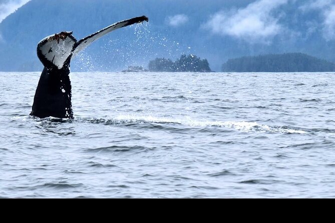 Amazing Whale Watching and Marine Wildlife Shore Excursion - Why this Sitka whale tour feels more personal