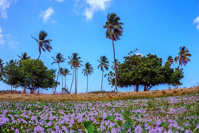 Antigua Shore Excursion: Round Island Tour - Private Touring, Comfort, and Accessibility