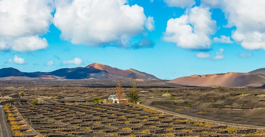 Arrecife: Timanfaya and Green Lagoon for Cruise Passengers - La Geria shows how farmers use volcanic ash