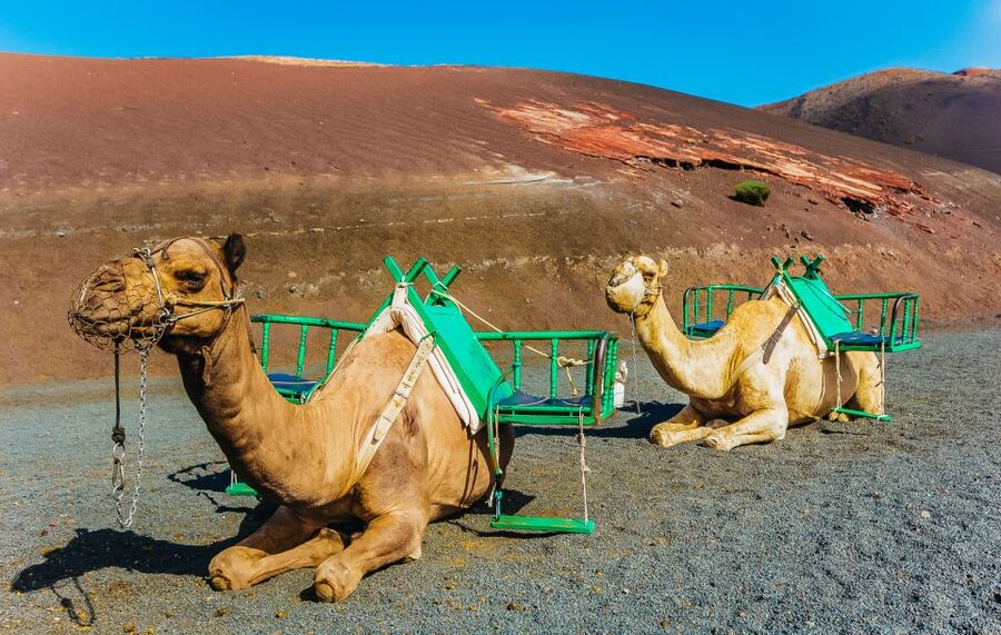 Arrecife: Timanfaya and Green Lagoon for Cruise Passengers - The camel ride is fun, but plan for the extra cost