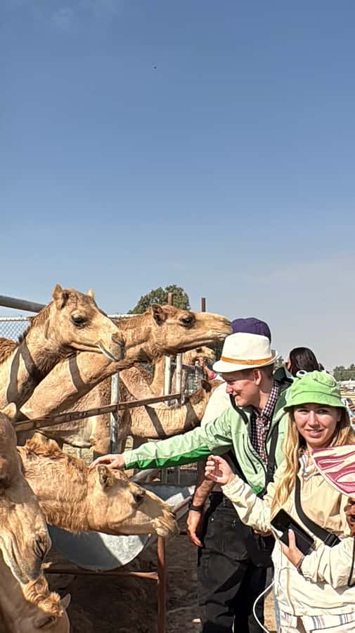 Bahrain Full-Day Highlights Tour:Manama,Desert&Tree of Life - Manama’s modern waterfront and old market