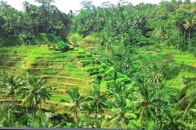 Bali Benoa Shore Excursion for cruise's passenger - All Inclusive - Tegallalang shows Bali’s irrigation tradition