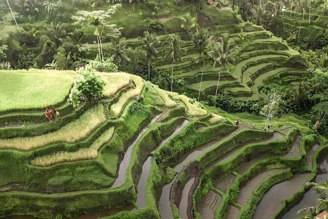 Bali Shore Excursions : Best of Bali Tour - Is $25 a good value?